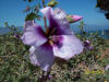 purpleflower